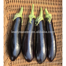 E21 GL316 f1 semillas híbridas de berenjena negro-púrpura con sépalo verde
